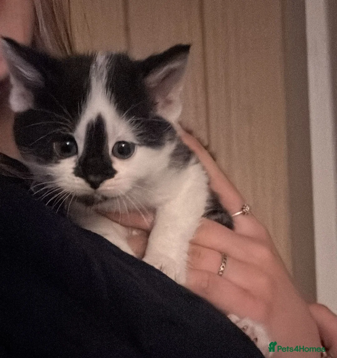 Mixed Breed cats for sale: Kittens for sale  in Keighley - Advert 2