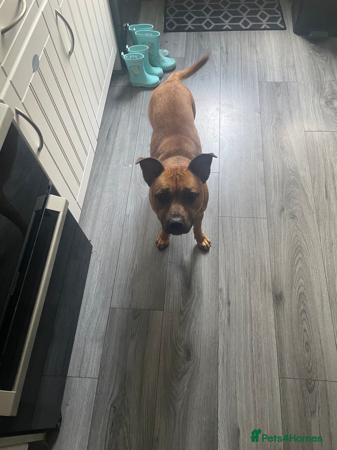 Staffordshire Bull Terrier dogs for sale: 2 Year Old Staffy - READ DESCRIPTION - Image 5