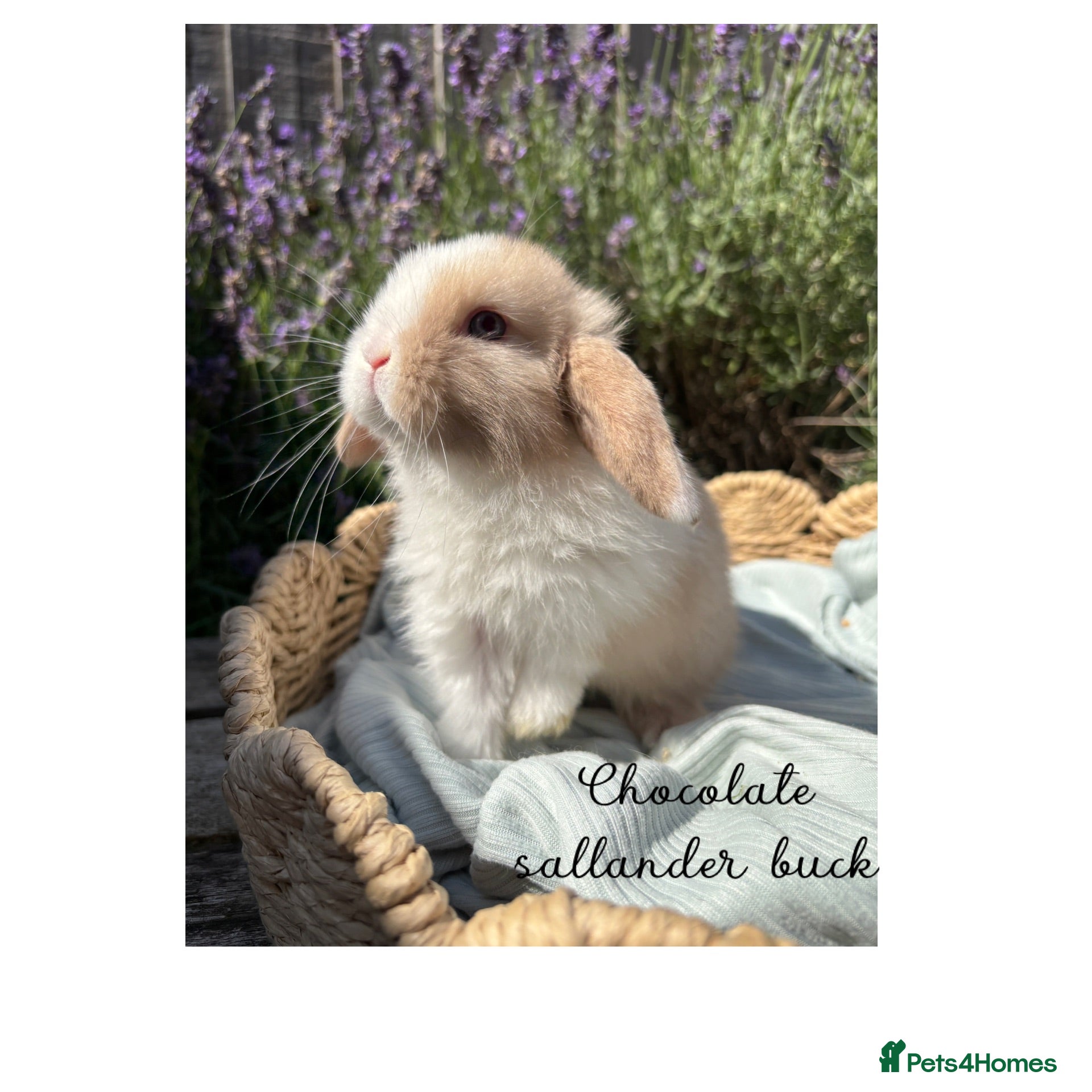 Mini Lop rabbits Stunning mini lops looking for forever homes✨🫶🏻 - Advert 1