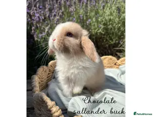 Mini Lop rabbits Stunning mini lops looking for forever homes✨🫶🏻 - Advert 1