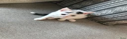 Mixed Breed cats for sale: Kittens  - Advert 3
