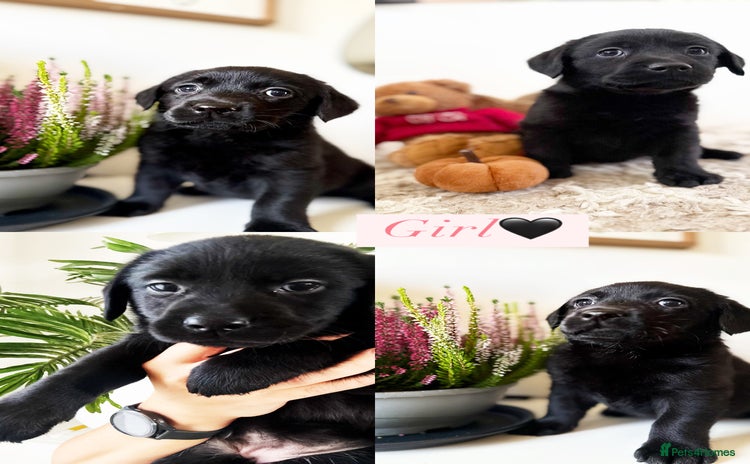Labrador Retriever dogs - Advert 8