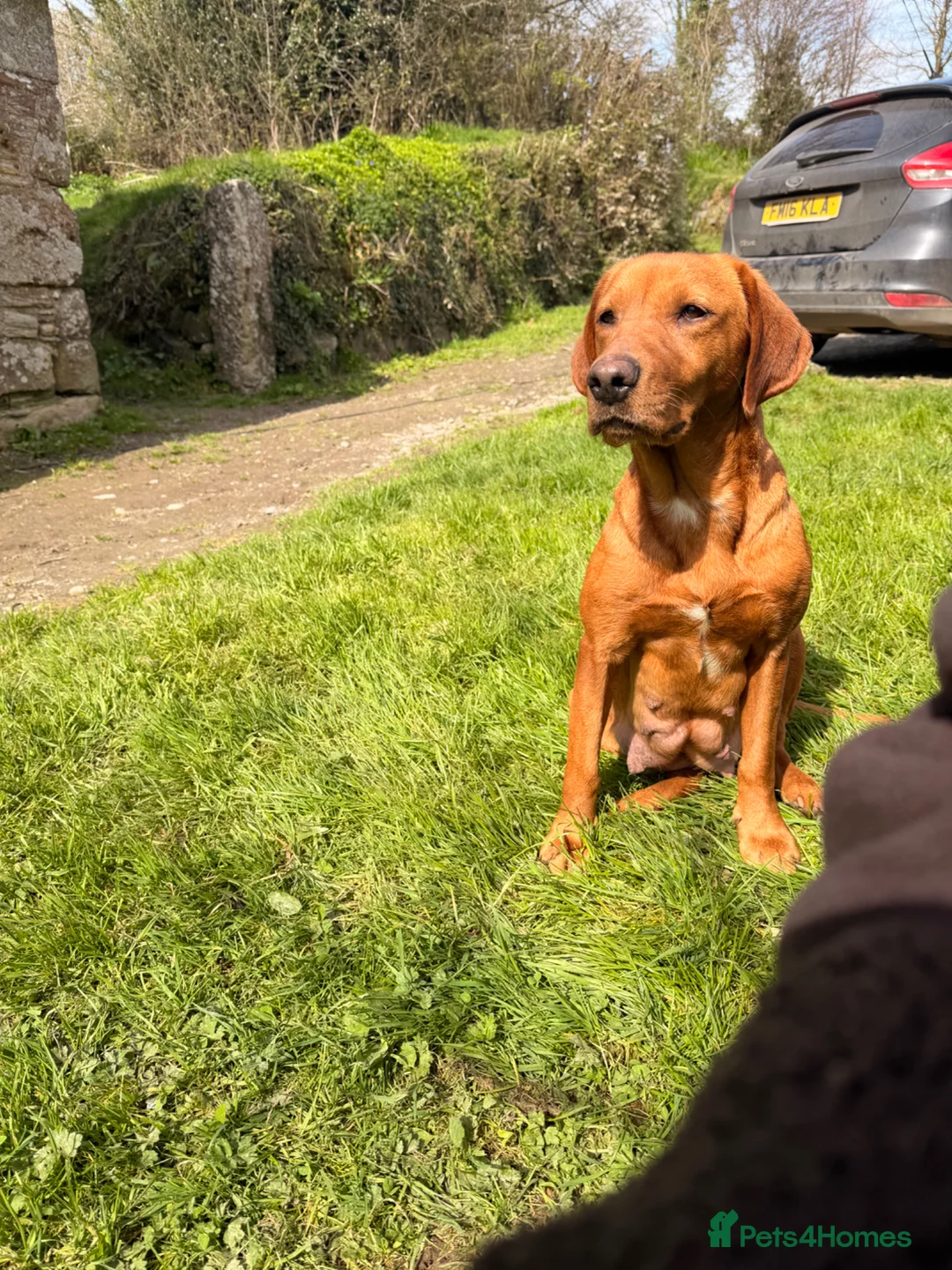 Cockerdor dogs for sale: 7 lovely cockerdor puppies  in Lostwithiel - Advert 1