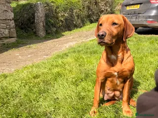 Cockerdor dogs 7 lovely cockerdor puppies - Advert 9