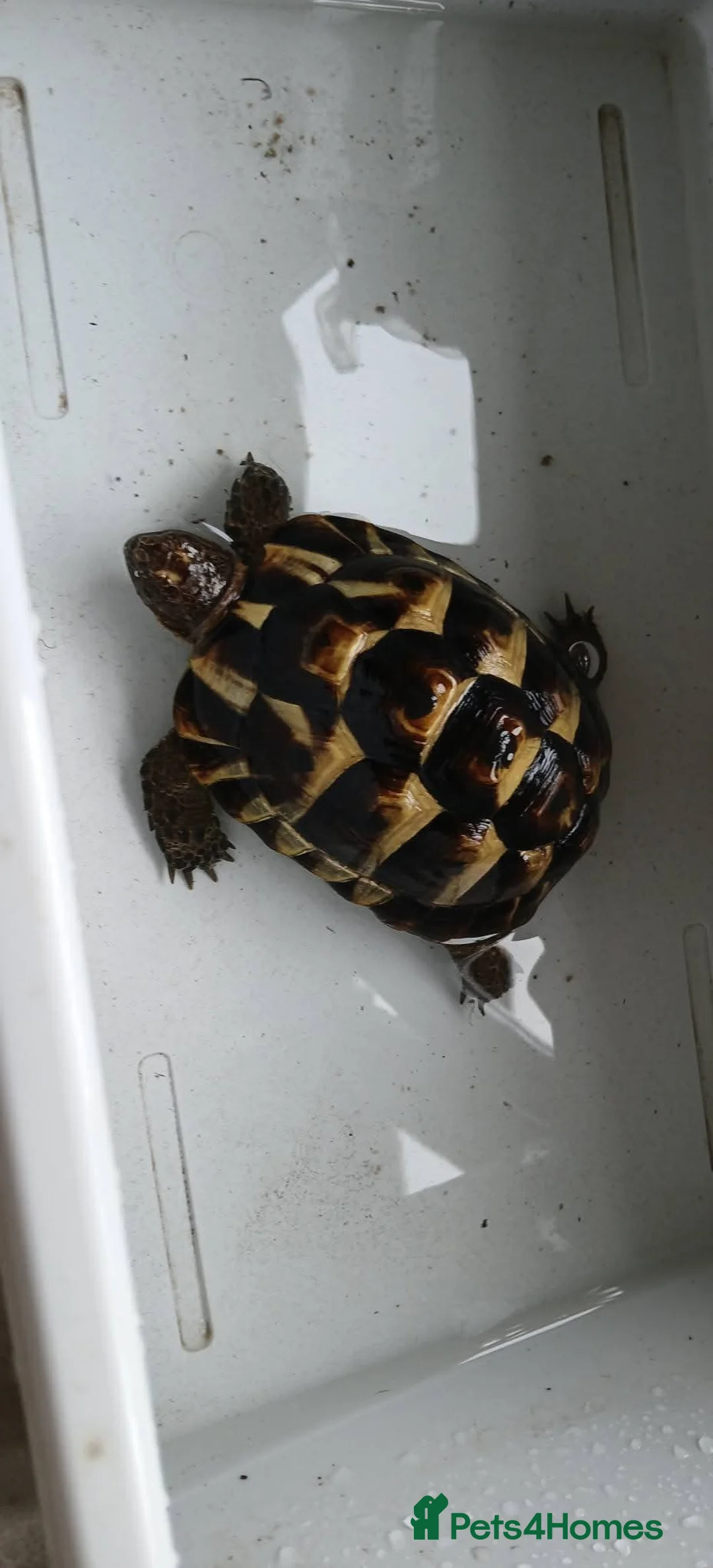 Tortoise reptiles for sale: 2 male med spur thigh tortoise  - Advert 6