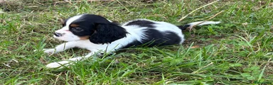 Cavalier King Charles Spaniel 2