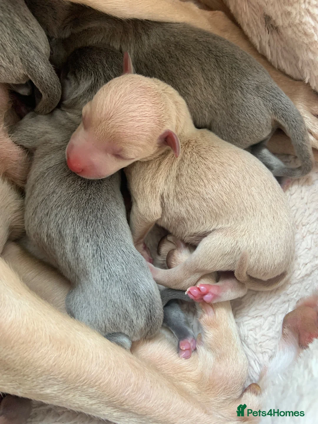Italian Greyhound dogs for sale: PETITE KC Italian greyhound puppies Europ. lineage - Advert 19