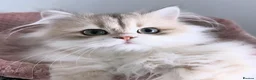 British Longhair cats for sale: Gorgeous Blue Golden British Shorthair  in Worksop - Advert 3