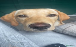 Labrador Retriever dogs for sale: FOR SALE - Image 3