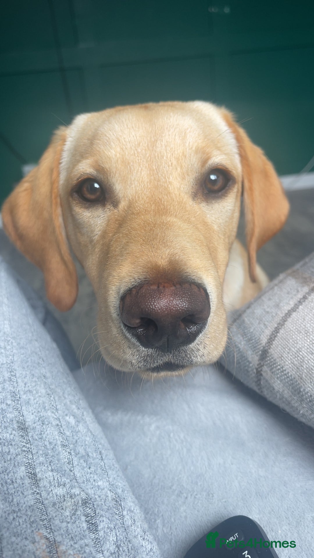 Labrador Retriever dogs for sale: FOR SALE - Image 3