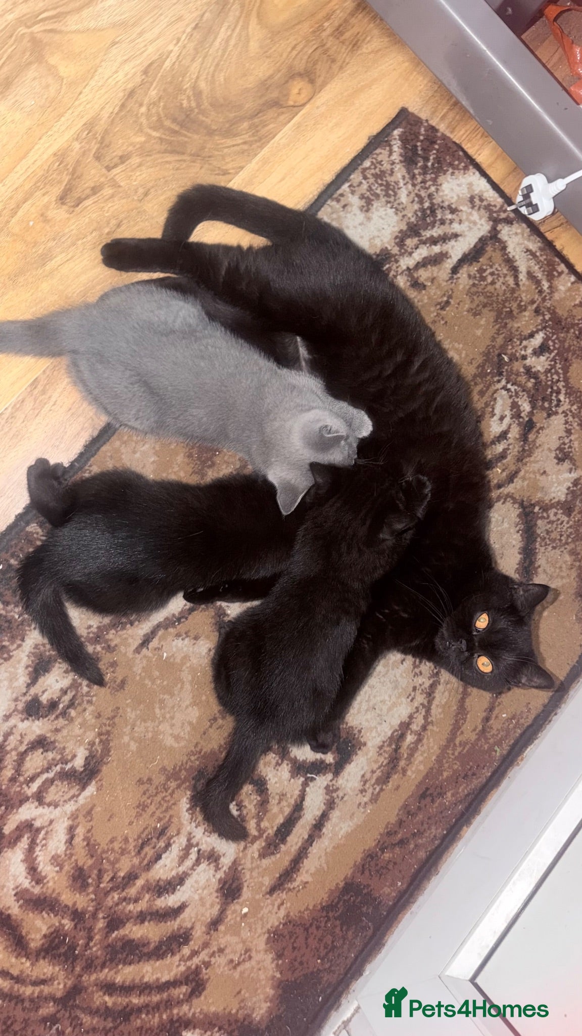 British Shorthair cats Lovely fully british short hair kittens - Advert 1