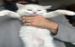 Ragdoll cats for sale: Gorgeous Rare White boy and blue mitted boy  - Image 4