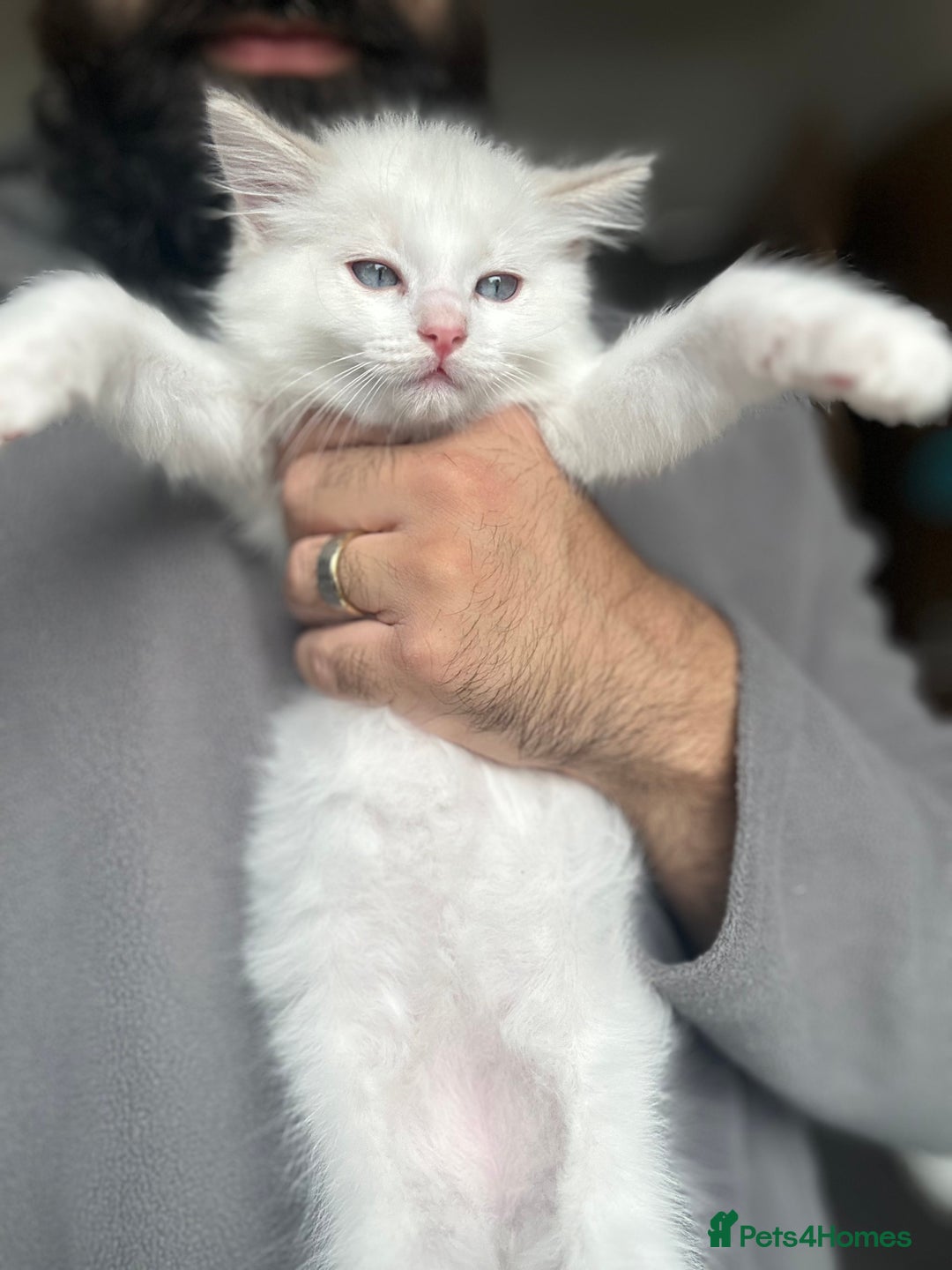 Ragdoll cats for sale: Gorgeous Rare White boy and blue mitted boy  - Image 4
