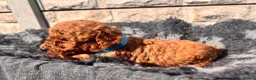 Toy Poodle dogs for sale: Beautiful red toy poodles  - Advert 6