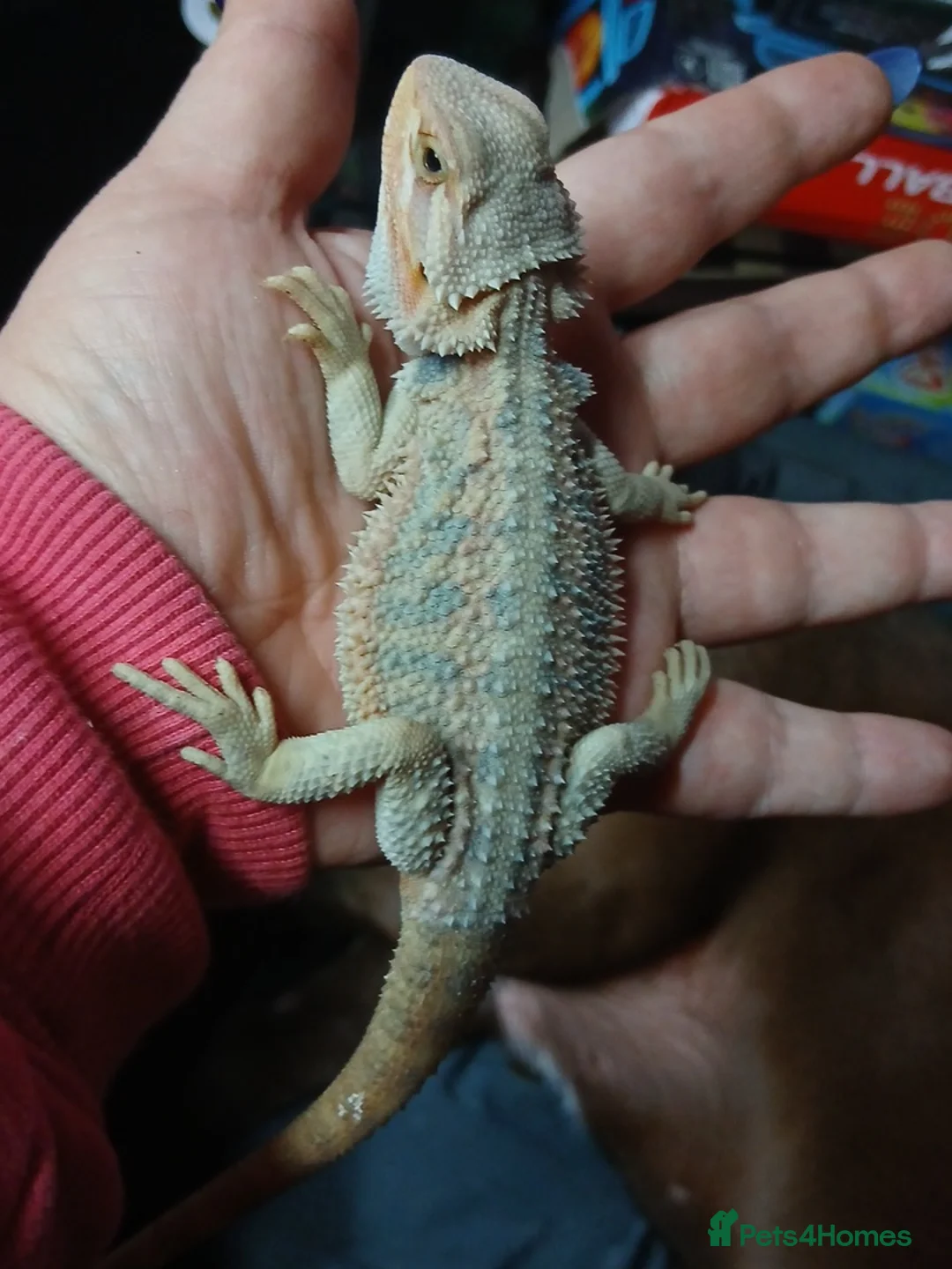 Bearded Dragon reptiles for sale: Baby bearded dragons  - Advert 1