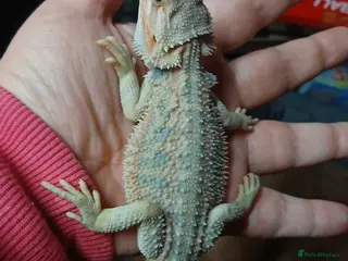 Bearded Dragon reptiles Baby bearded dragons - Advert 18