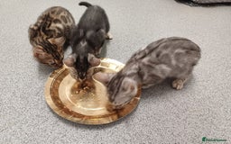 Mixed Breed cats for sale: Bengal beauties - Image 6