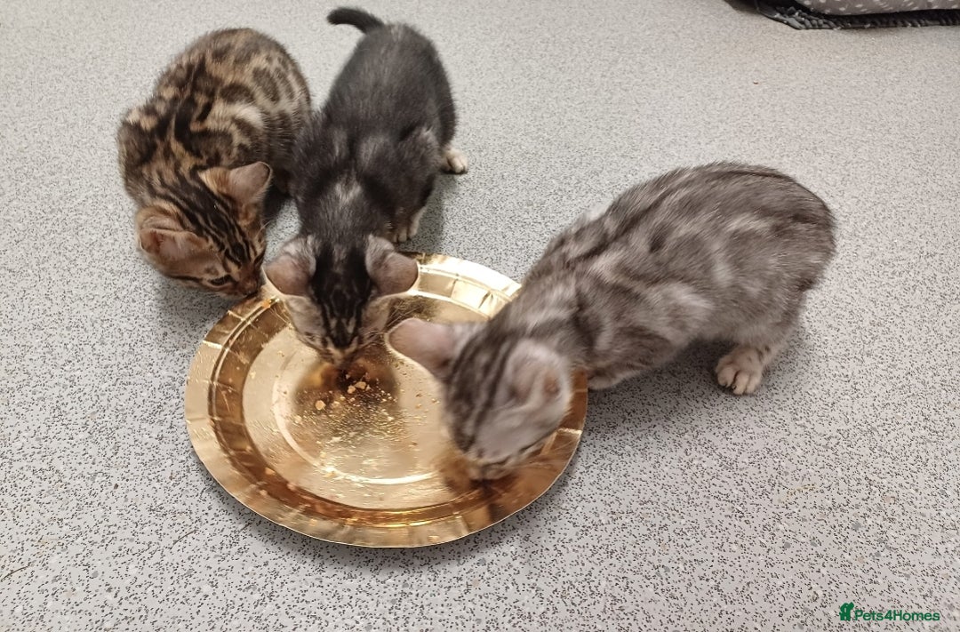 Mixed Breed cats for sale: Bengal beauties - Image 6