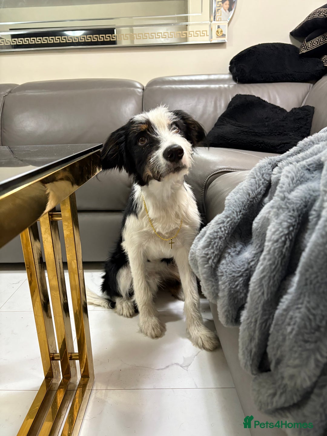 Mixed Breed dogs for stud: Border Collie × Bearded Collie Dog – 1 Year Old - Advert 1