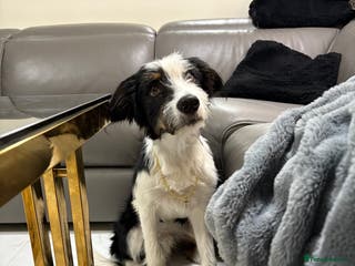 Mixed Breed dogs Border Collie × Bearded Collie Dog – 1 Year Old - Advert 5