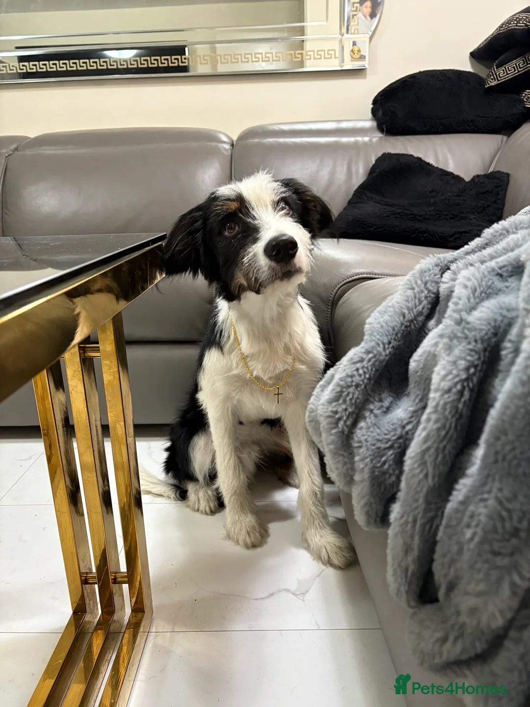 Mixed Breed dogs for stud: Border Collie × Bearded Collie Dog – 1 Year Old - Advert 1