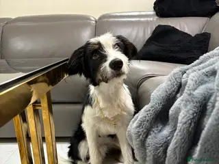 Mixed Breed dogs Border Collie × Bearded Collie Dog – 1 Year Old - Advert 5