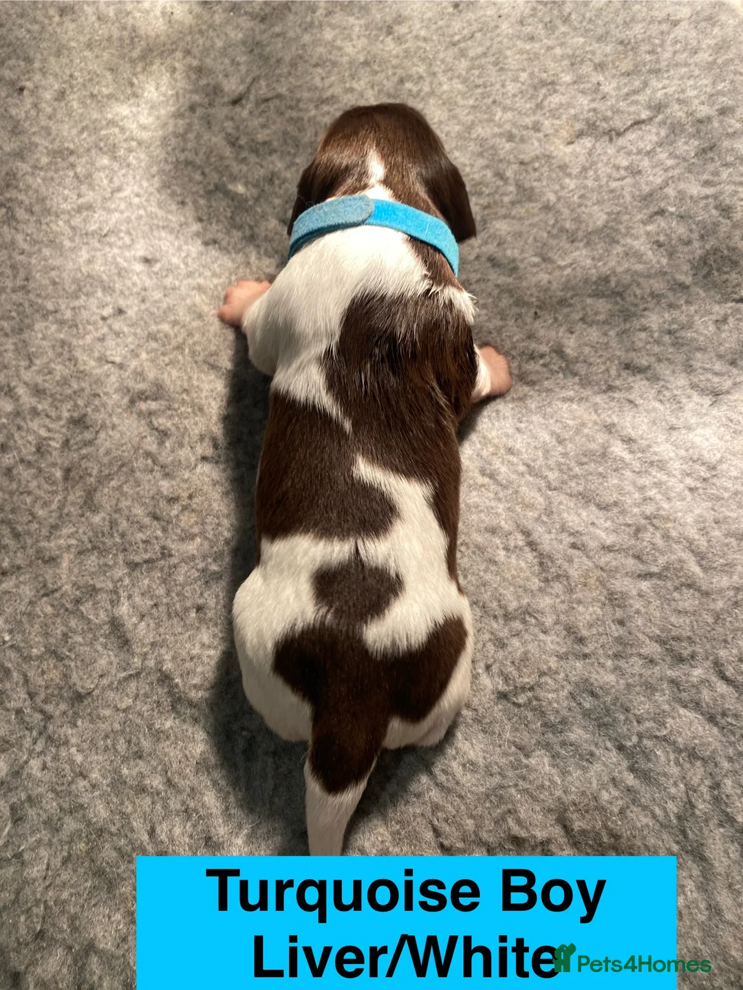 English Springer Spaniel dogs for sale: English Springer Spaniel - Advert 2