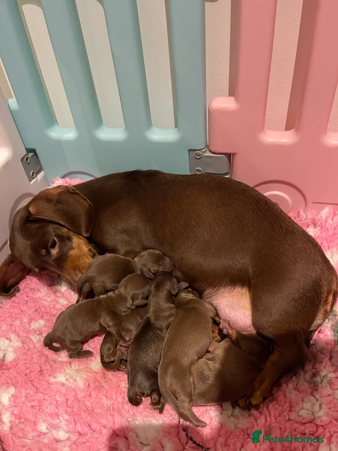 Miniature Dachshund dogs for stud: STUNNING MINIATURE DACHSHUND AVAILABLE AT STUD in Grays - Advert 28