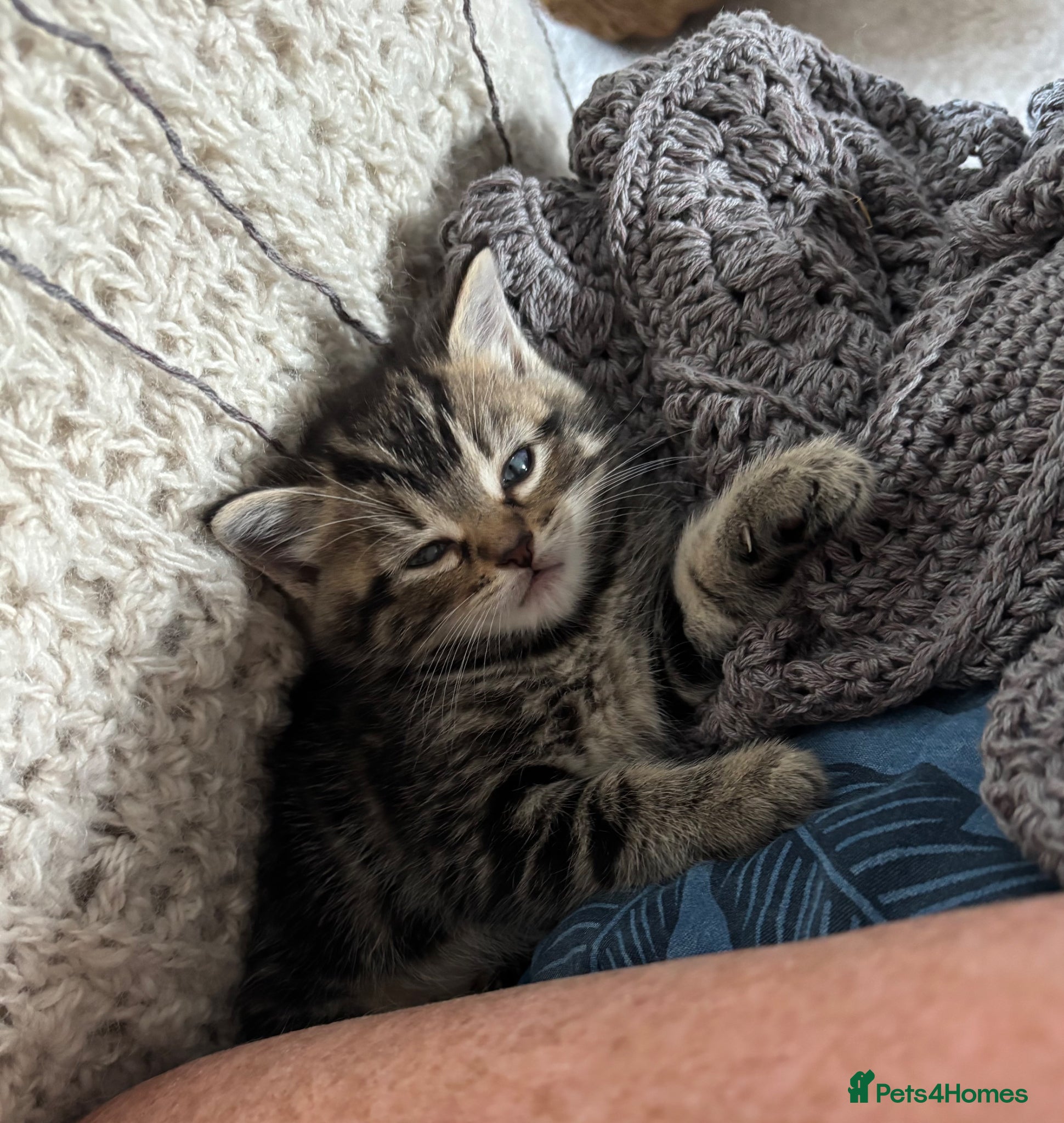Kitten 3