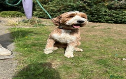 Australian Labradoodle dogs for sale: Australian Labradoodles RED&WHITE - Waiting list  - Image 3