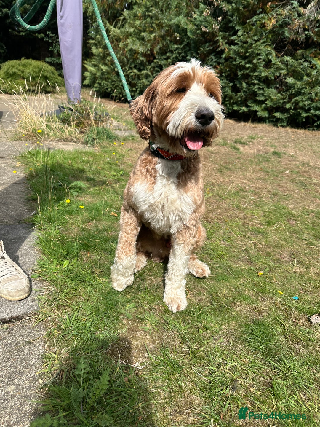 Australian Labradoodle dogs for sale: Australian Labradoodles RED&WHITE - Waiting list  - Image 3