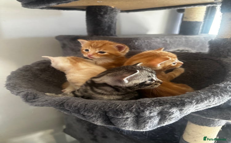 Domestic Shorthair cats - Advert 3