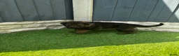German Shepherd dogs for sale: KC Czech working line German shepherd puppies  - Advert 9