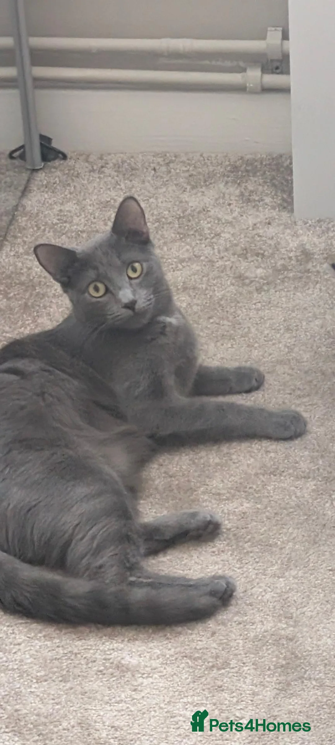 Mixed Breed cats for sale: Beautiful Grey Kitten - Advert 2