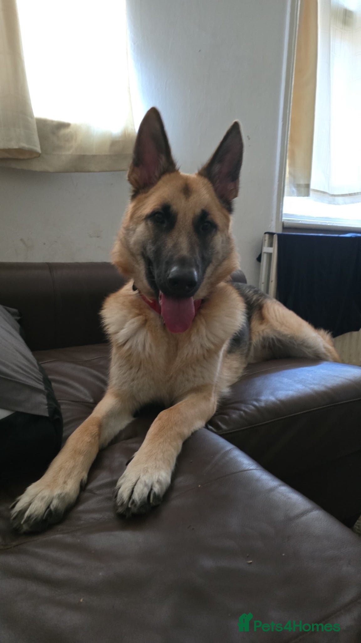 Mixed Breed dogs for sale: Skye the German Shepard  in North Shields - Advert 3