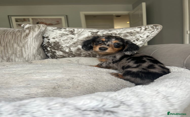 Miniature Dachshund dogs - Advert 13