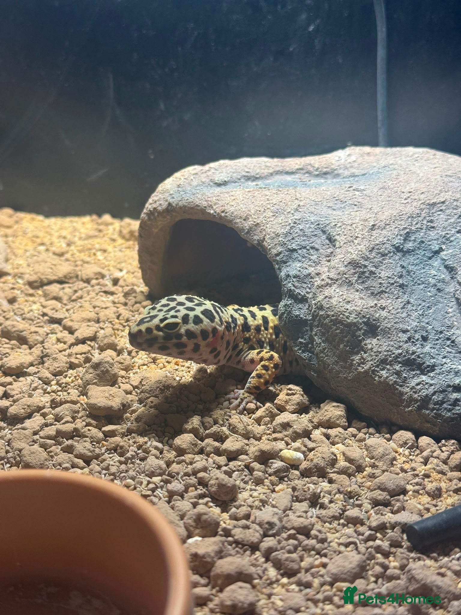 Leopard Gecko reptiles Leopard gecko  - Advert 1
