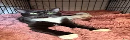 Mixed Breed cats for sale:  Beautiful Male Colourpoint Kittens - Advert 6