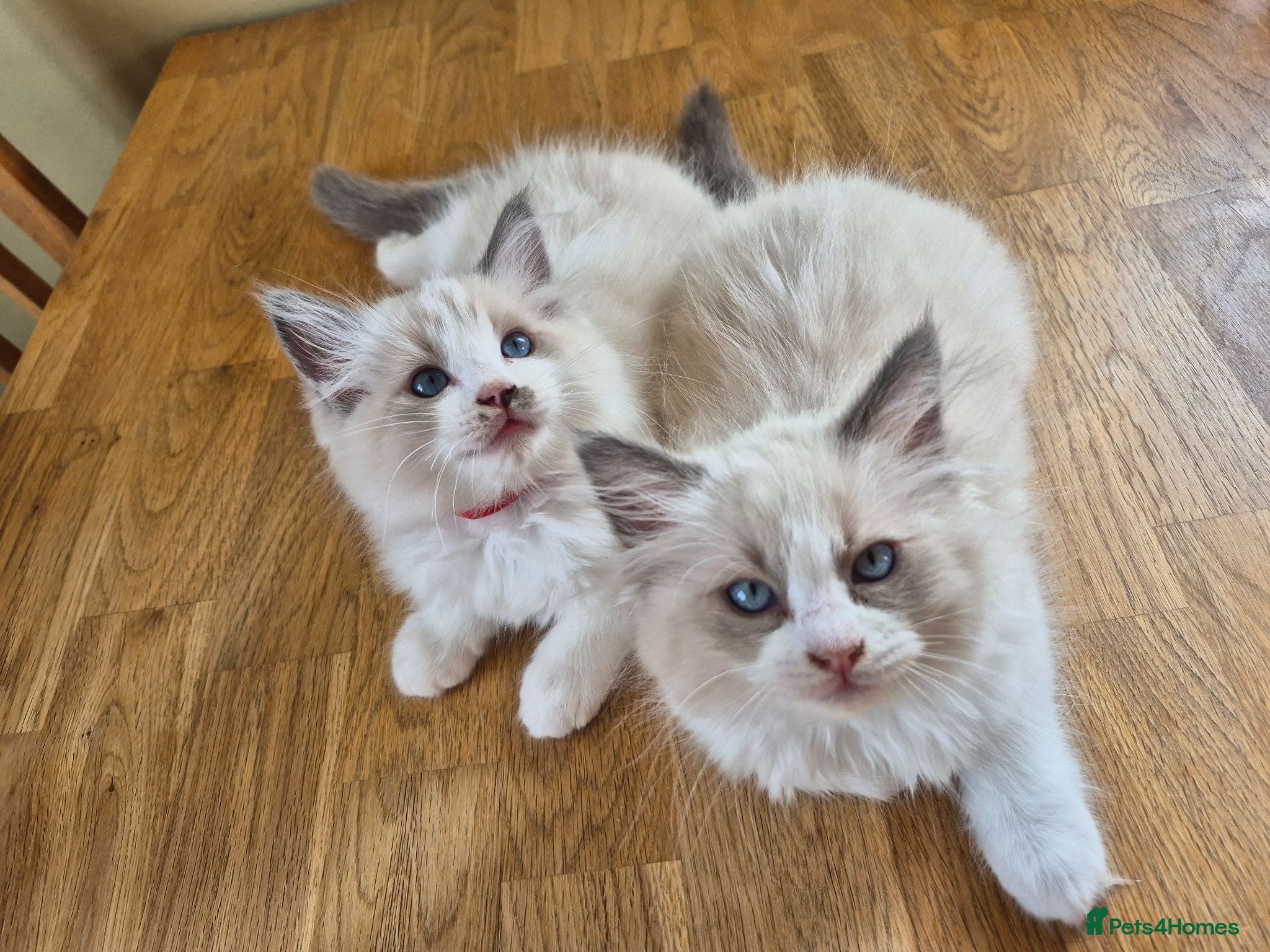 Ragdoll cats Ragdoll kittens GCCF regsitered - Advert 14