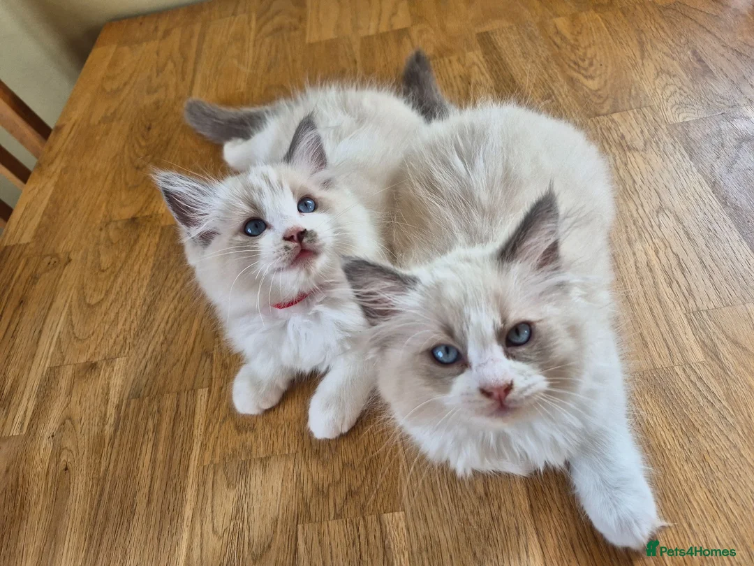 Ragdoll cats for sale: Ragdoll kittens GCCF regsitered - Advert 1