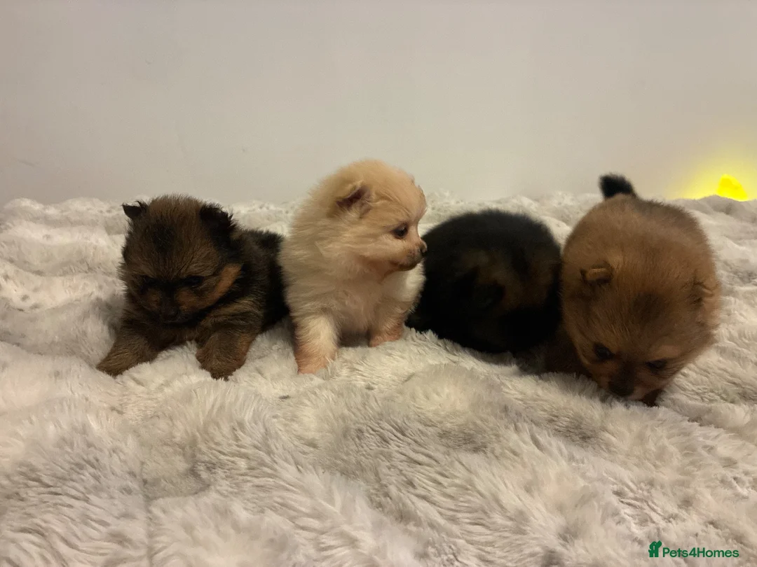 Pomeranian dogs for sale: TeddyBear Pomeranian puppies - Advert 1