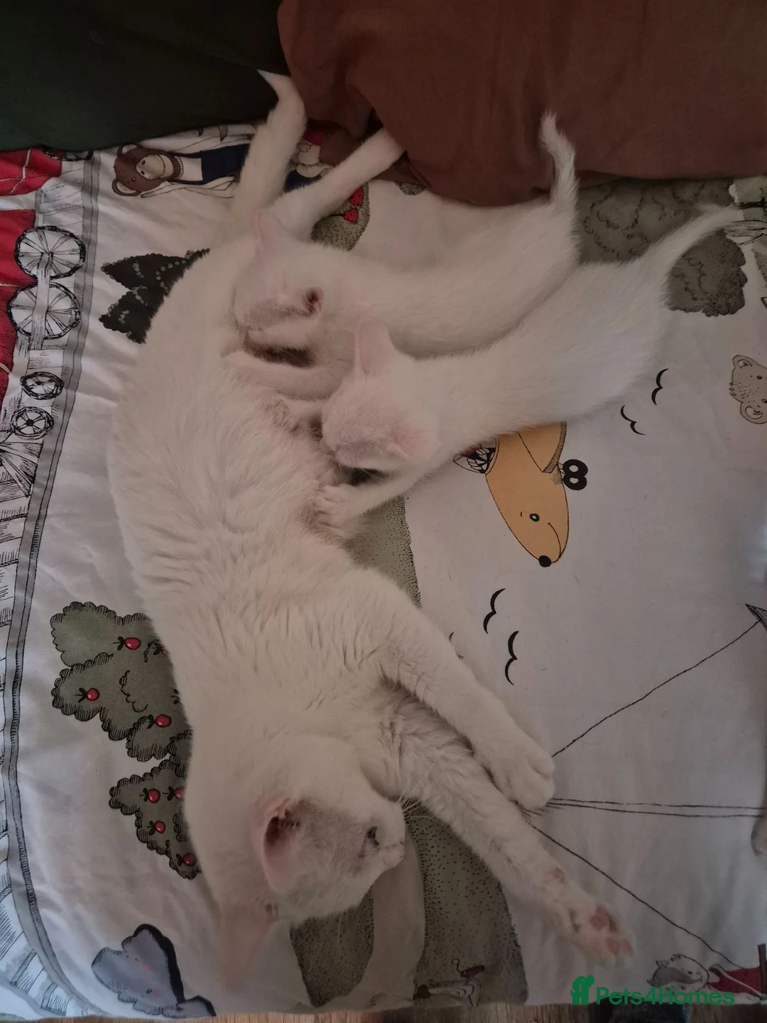 Mixed Breed cats for sale: Last Boy Reduced - Advert 2