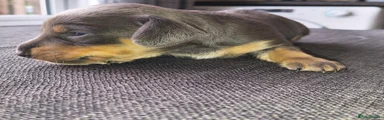 Miniature Dachshund 1
