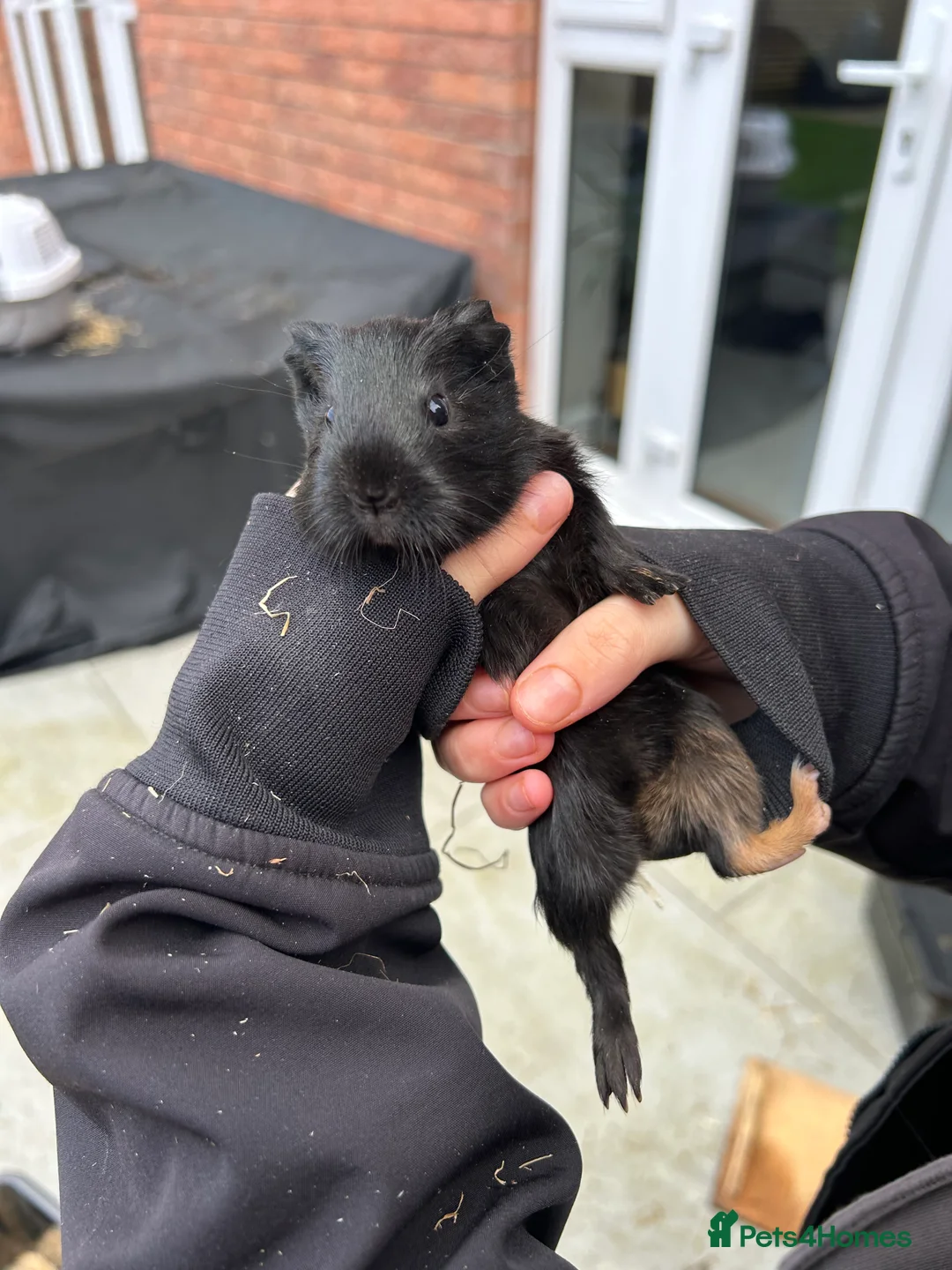 Guinea Pig rodents for sale: Two baby guinea pigs  - Advert 5