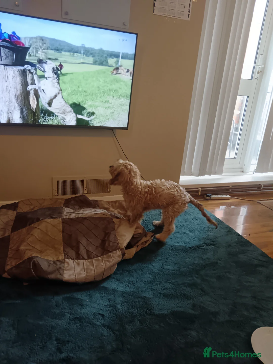 Cockapoo dogs for sale: Cockapoo  - Advert 3