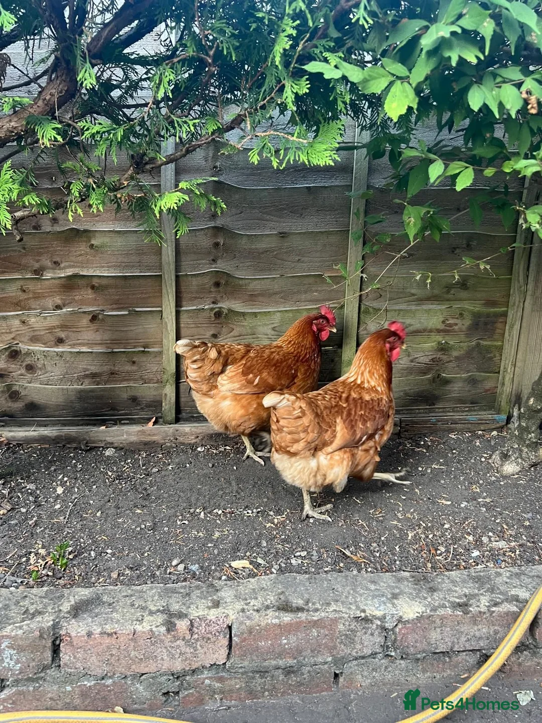 Chickens poultry for sale: Female Chickens - Advert 3