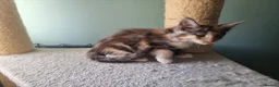 Maine Coon cats for sale: Maine Coon kittens  in Northampton - Advert 9