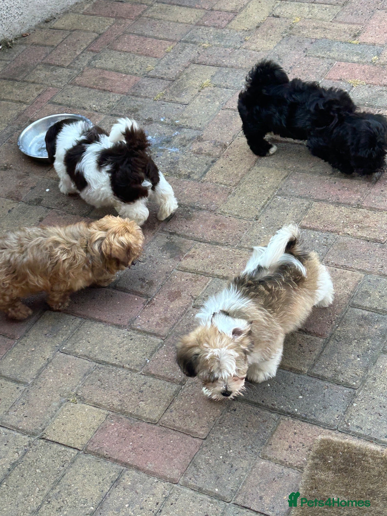 Havanese dogs 8 Exceptional colours KC reg Havanese puppies  - Advert 1