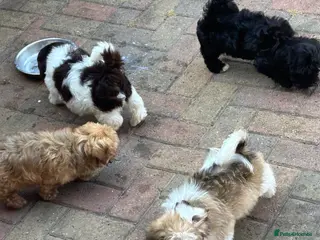 Havanese dogs 8 Exceptional colours KC reg Havanese puppies - Advert 1