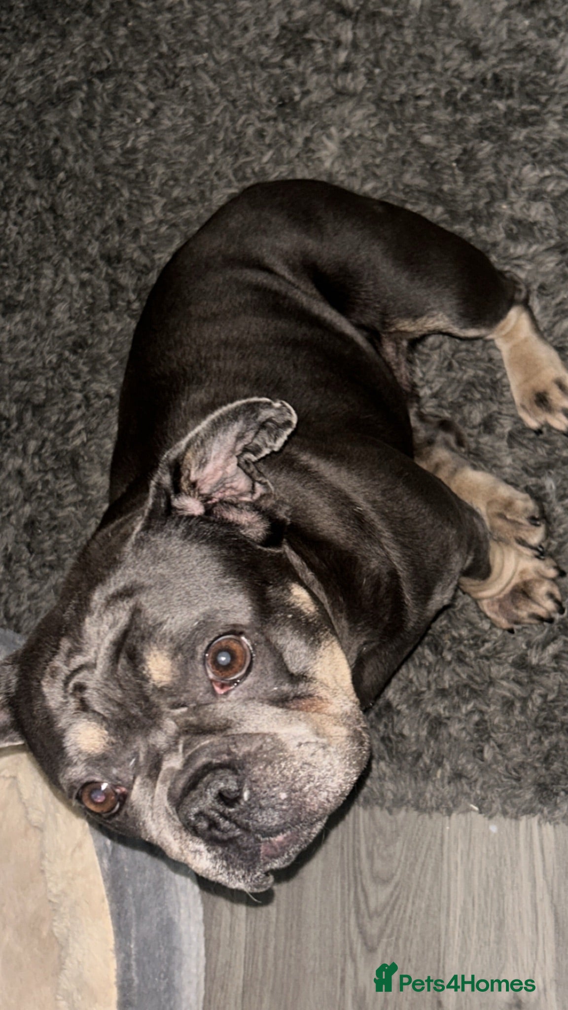 French Bulldog dogs Calm loving home needed for older dog  - Advert 14